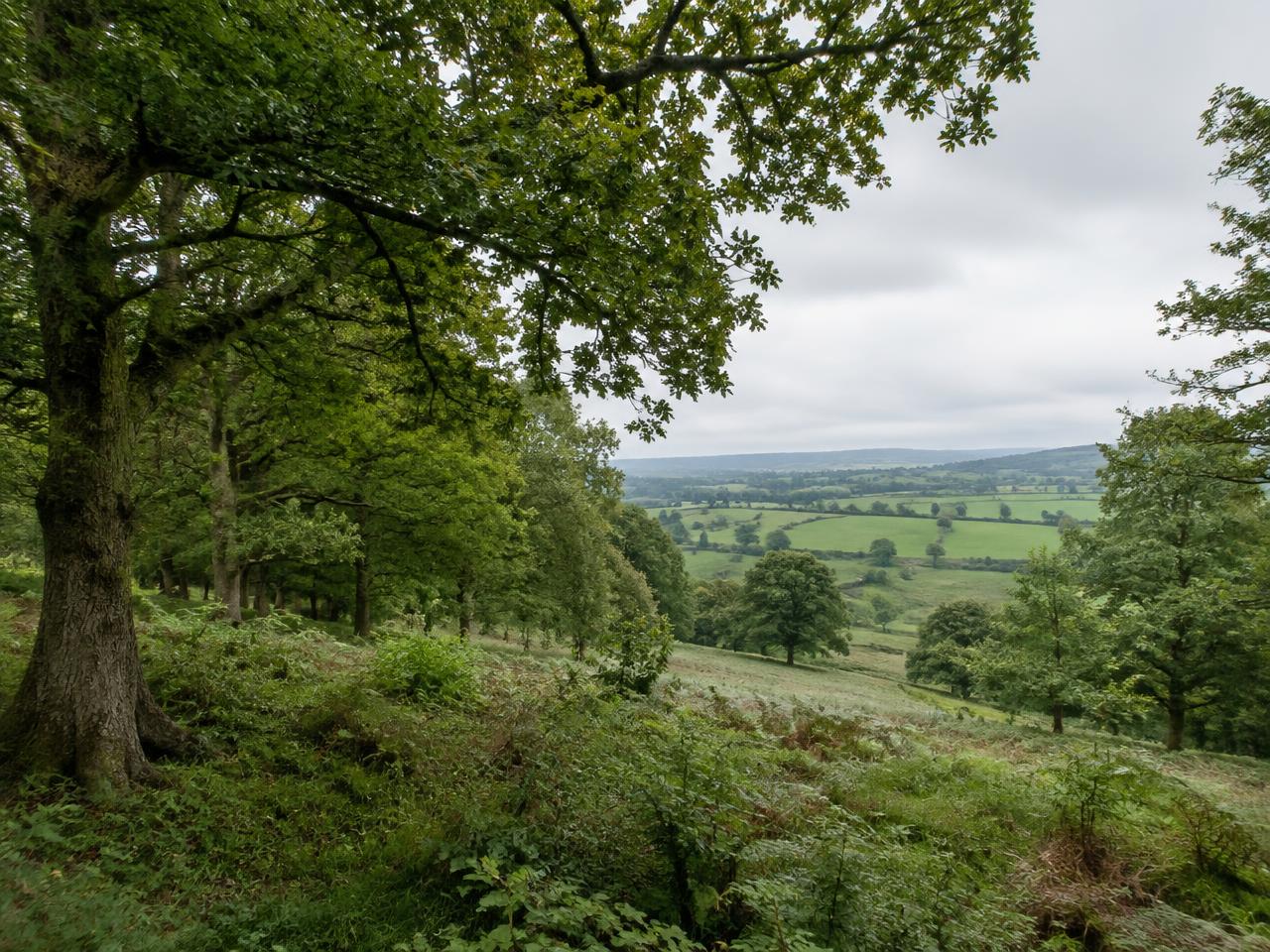 Oak woodland opening onto rolling British countryside