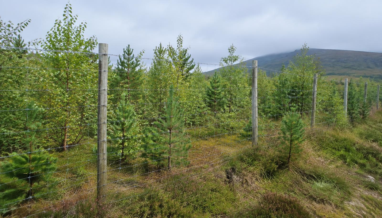 Upland woodland regeneration behind a deer fence in the British uplands